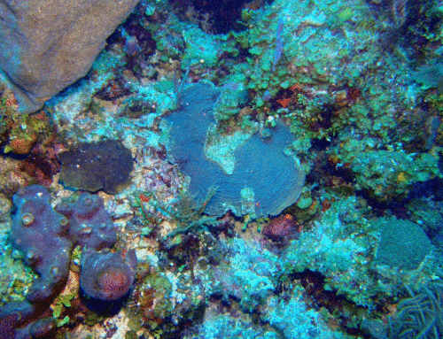In Situ Coral Metabolism