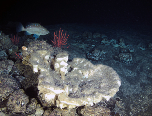 Mesophotic Coral Reef Ecosystems