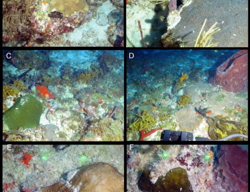 Characterization of the Mesophotic Coral Reefs in the Florida Keys National Marine Sanctuary