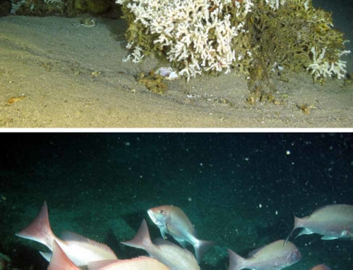 South Atlantic MPAs and Oculina HAPC: Characterization of Benthic Habitat and Biota