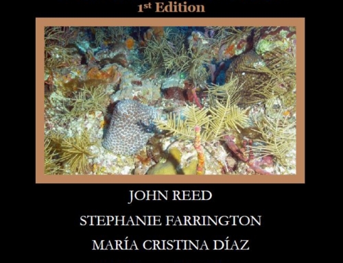 Photo Identification Guide of the Benthic Taxa Inhabiting the Mesophotic Reefs of the Florida Keys National Marine Sanctuary